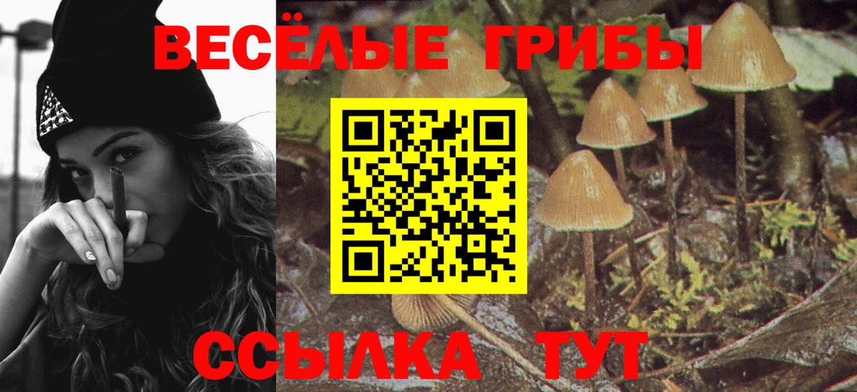 Псилоцибиновые грибы Psilocybine cubensis  где найти   Бузулук  Вход с VPN 
